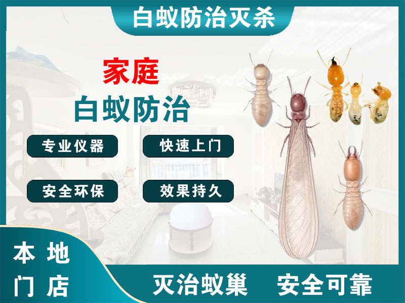 贾汪家庭白蚁防治