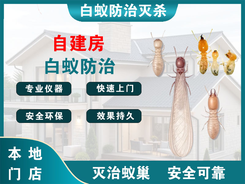 贾汪自建房白蚁防治
