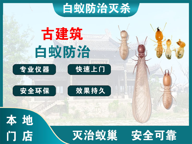 贾汪古建筑白蚁防治